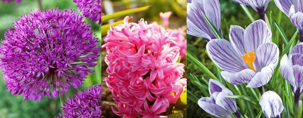 Winterharte Blumenzwiebeln für einen blühenden Frühling